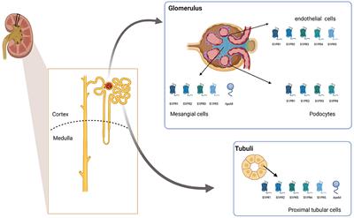 The apoM/S1P Complex—A Mediator in Kidney Biology and Disease?